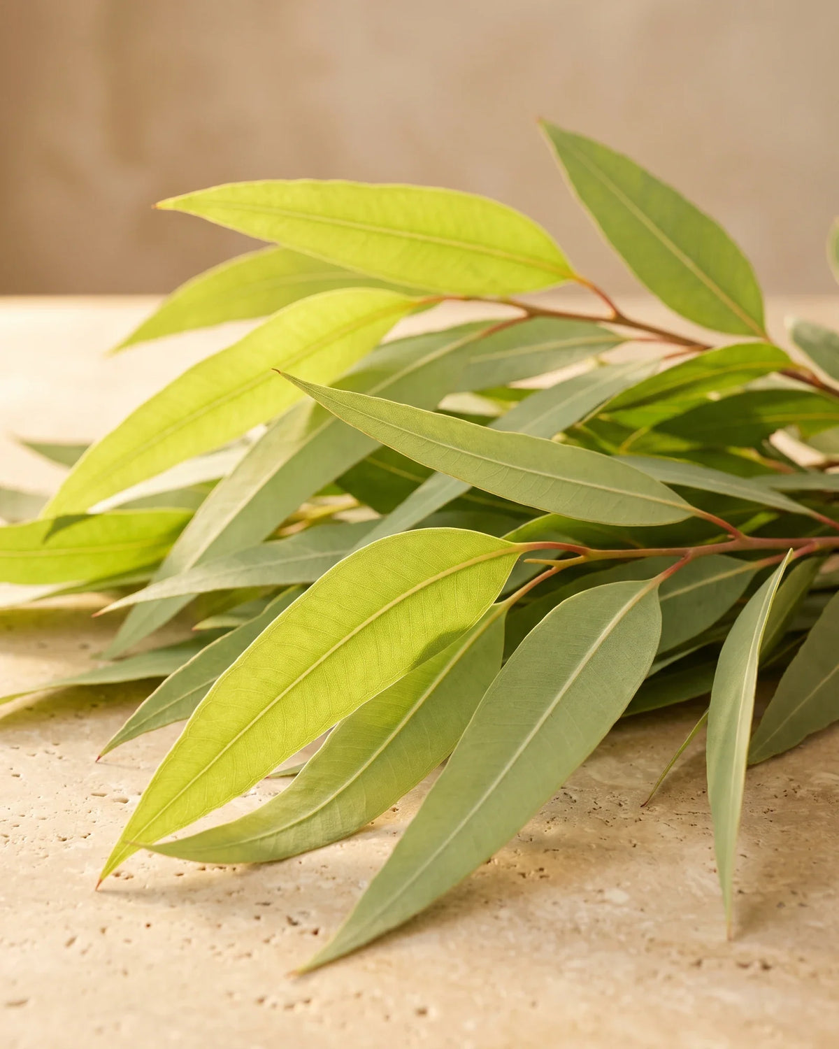 Long, narrow lemon-scented gum leaves glowing in warm backlight — the bright, lemony scent of Delune Lemon Eucalyptus Pure Essential Oil