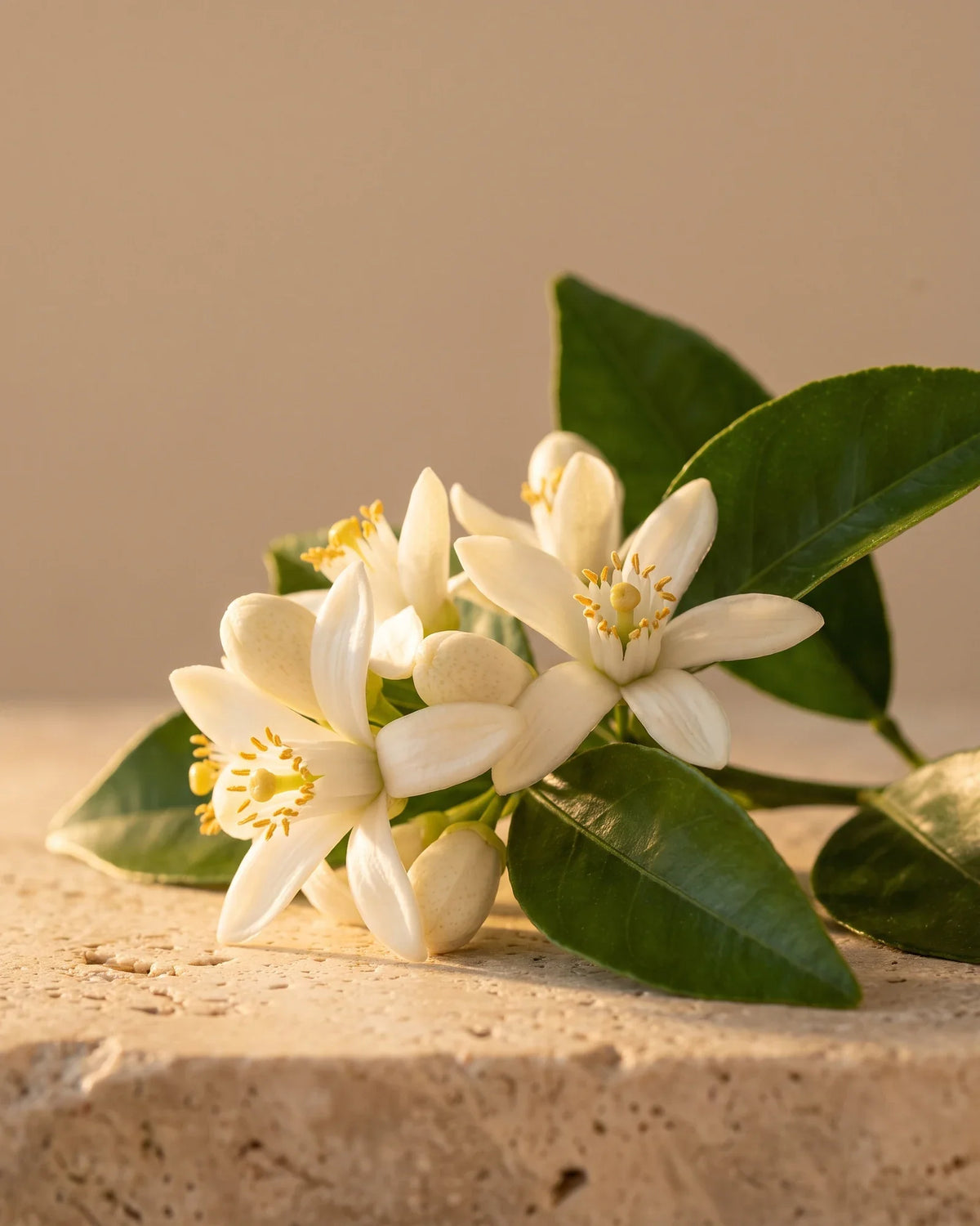 زيت النيرولي العطري النقي - Delune