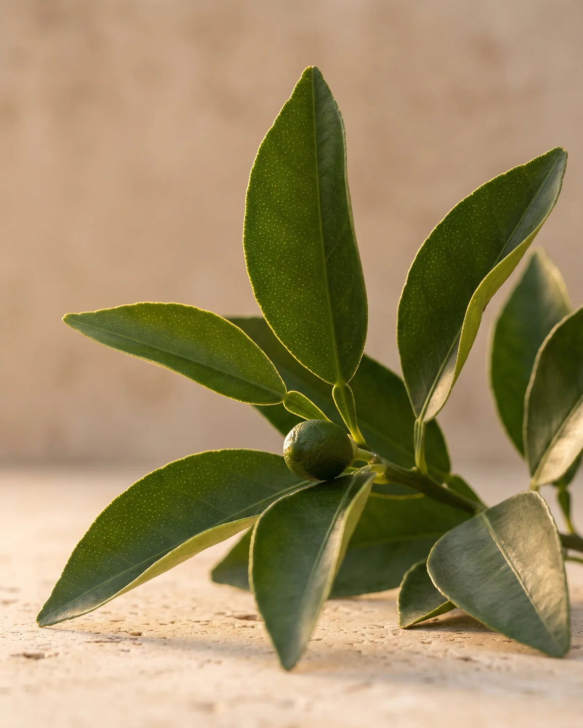 زيت البيتيغرين العطري النقي - Delune