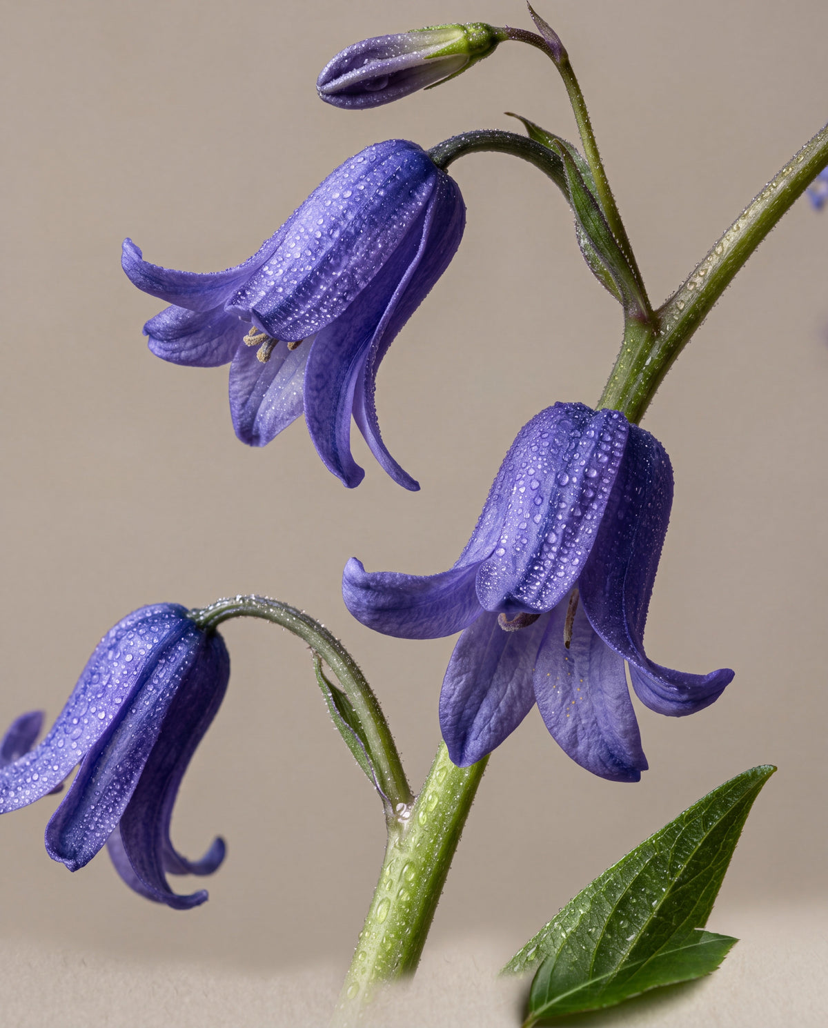 Bluebell Woods — رذاذ عطري للشعر والجسم - Delune