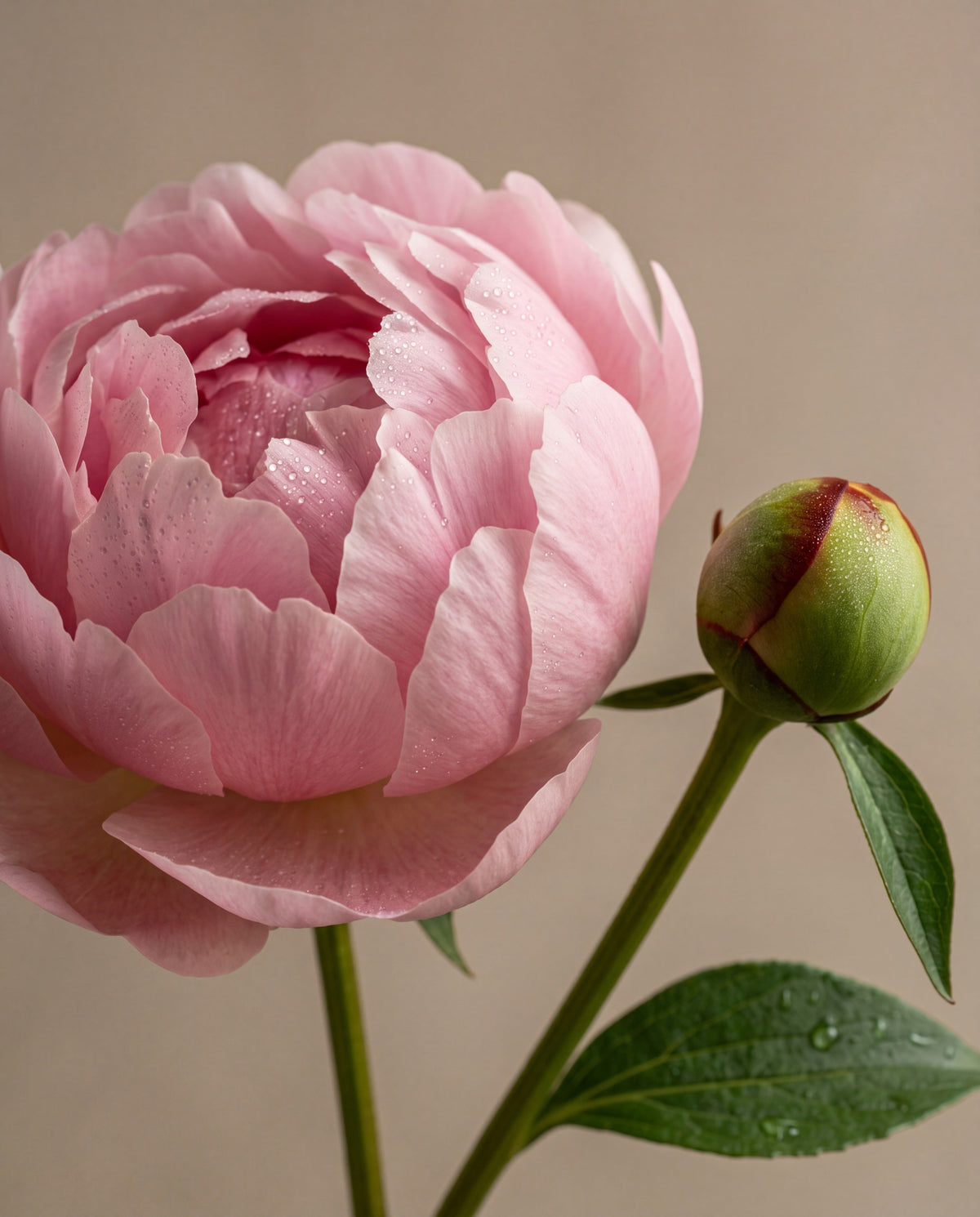 Blush Peony & Suede — فوّاح بالأعواد - Delune
