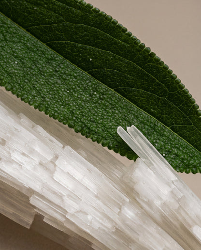 Sea Salt & Sagewood scent notes: a sage leaf across sea salt crystals