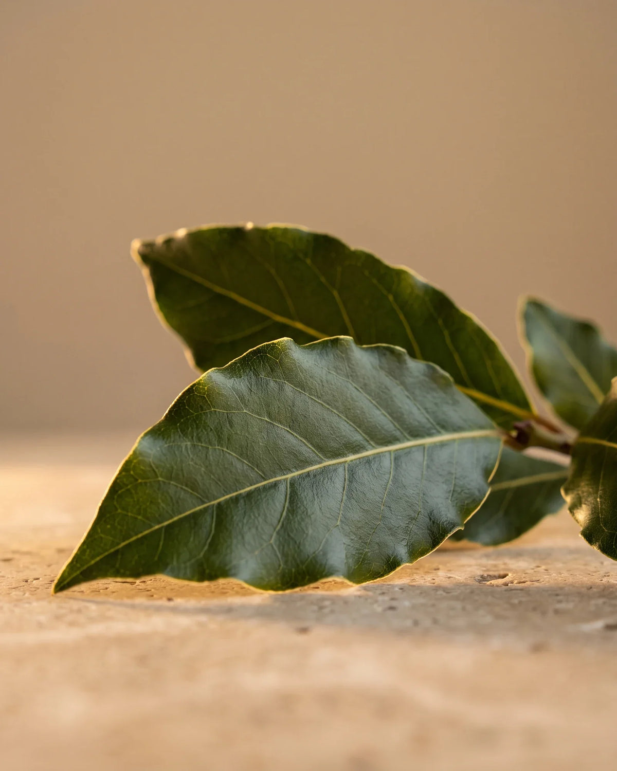 Glossy fresh bay laurel leaves in low warm light on travertine — the spicy, herbal scent of Delune Bay Laurel Pure Essential Oil
