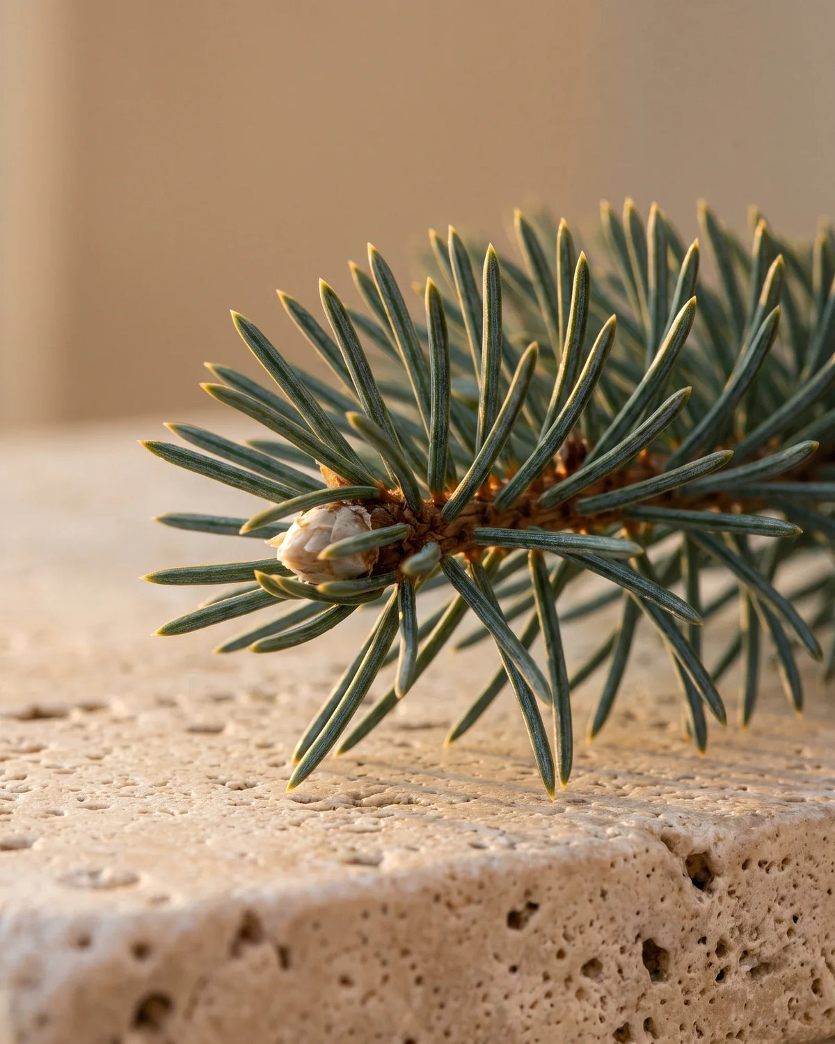 Close-up of a black spruce branch tip with blue-green needles in warm backlight — the crisp, balsamic forest scent of Delune Black Spruce Pure Essential Oil