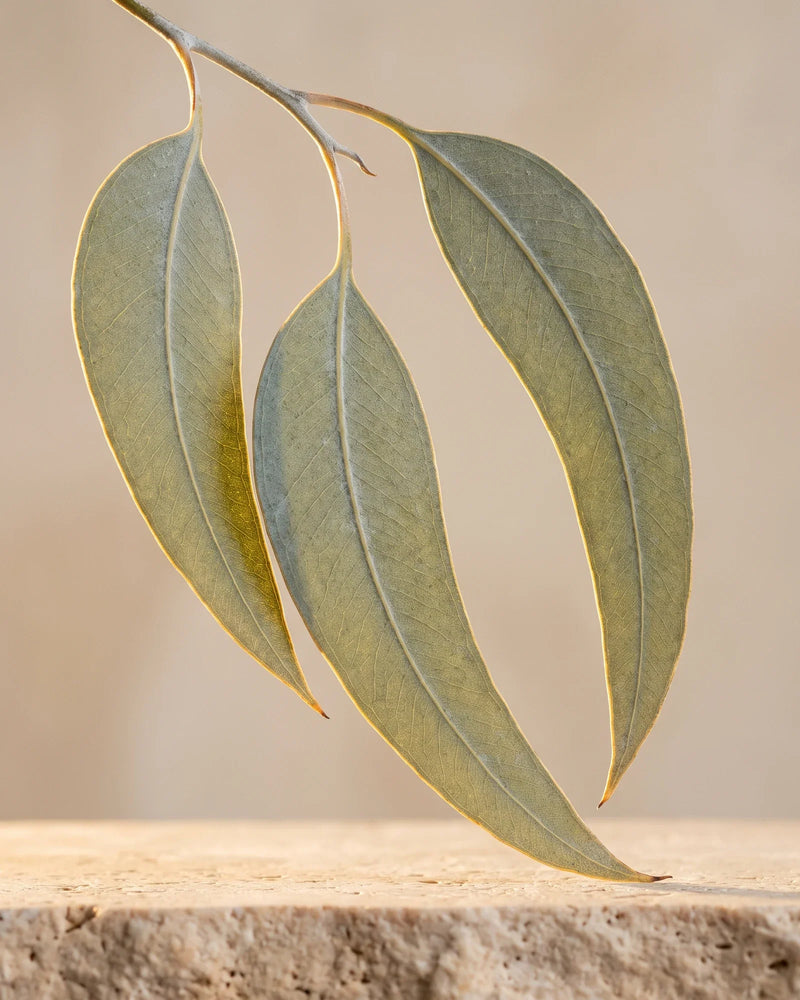 زيت الأوكالبتوس رادياتا العطري النقي - Delune
