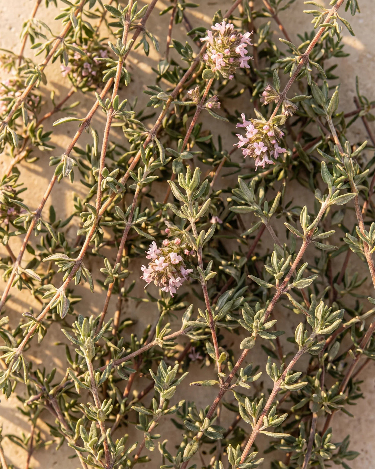 زيت الزعتر الأحمر العطري النقي - Delune