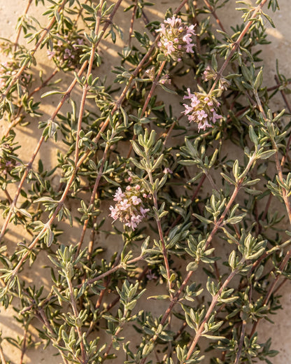 زيت الزعتر الأحمر العطري النقي - Delune