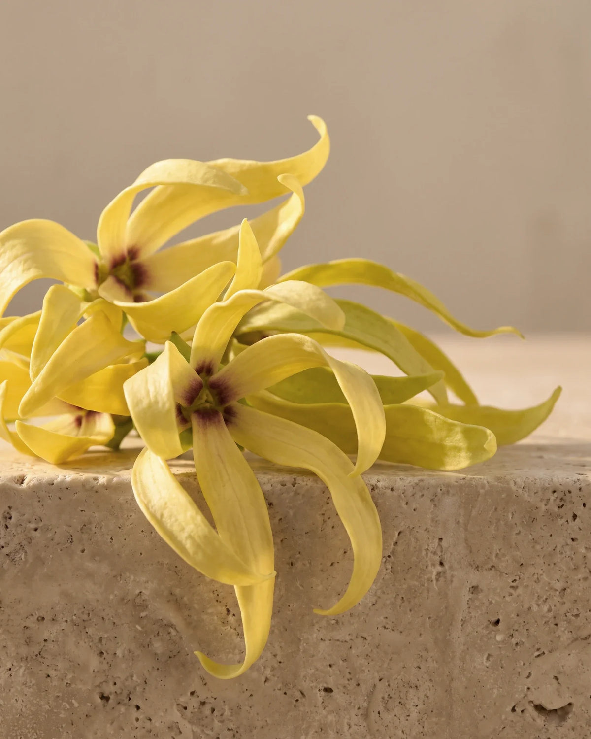 Fresh ylang-ylang flowers with long twisting yellow petals on warm travertine — the rich, heady floral scent of Delune Ylang Ylang Pure Essential Oil