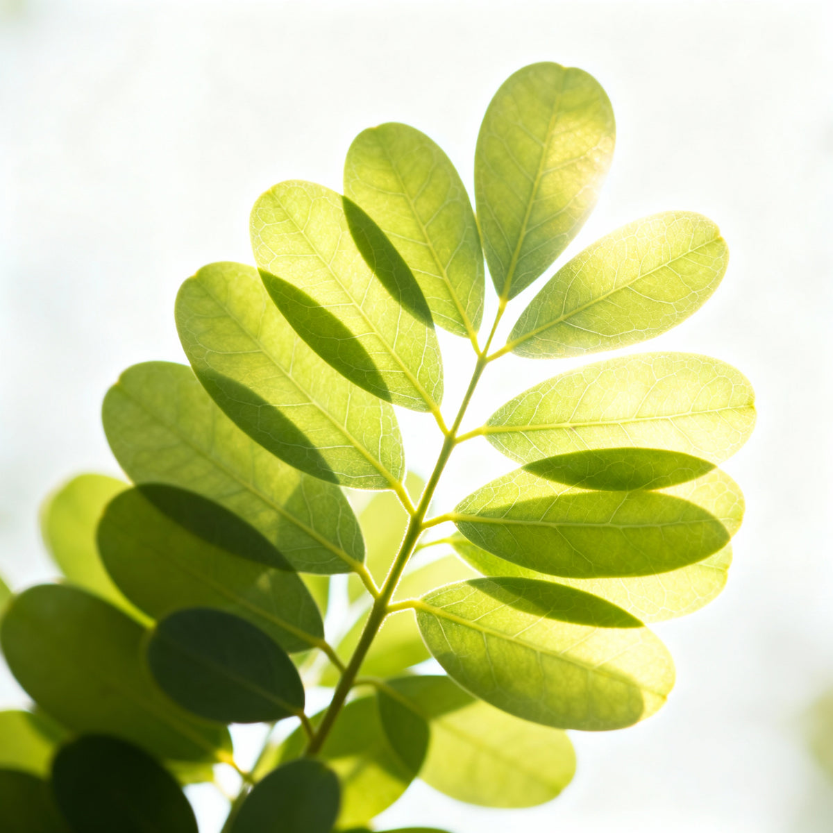 Moringa + Petitgrain (Very Dry Skin) Active Serum Booster